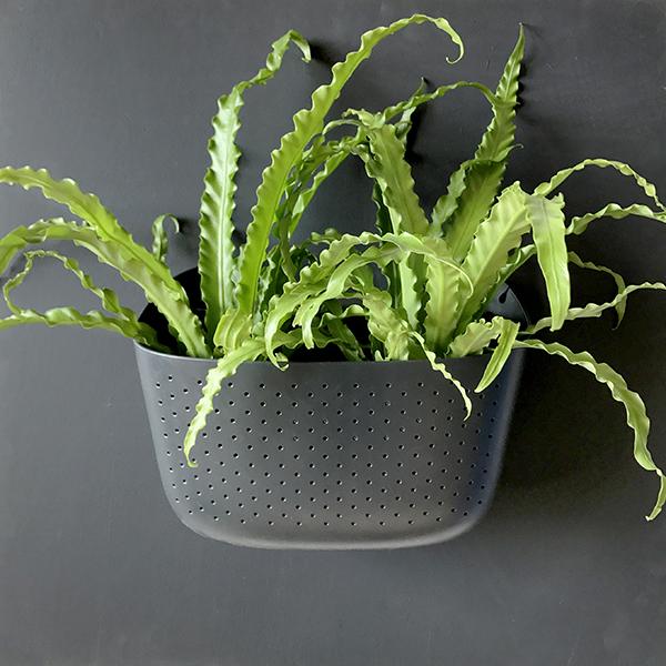 Wally Eco - Living Wall Planter - Charcoal