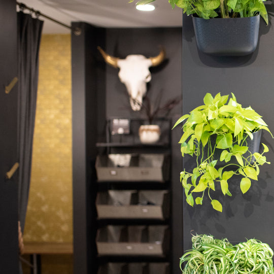 Wally Eco - Living Wall Planter - Charcoal
